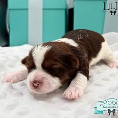 Morkie and Shorkie Puppies from Lil Luxe Pups