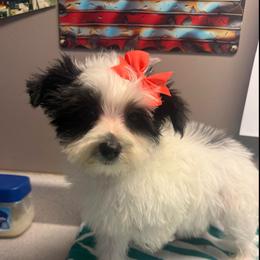 Quizzy - female Morkie puppy in Florence, Kentucky from 4paws4ever by Design