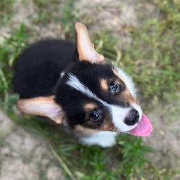 Ivan - Black and tan male Pembroke Welsh Corgi puppy in Hope, Arkansas from Foxy Knoll Farm