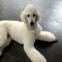 Bluey Light Blue Boy - Poodle puppy in Minnesota from Talisman Poodles