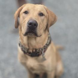 Finn - Yellow male Labrador Retriever puppy in Portland, Tennessee from Whiskey Ridge Retrievers
