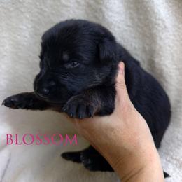 Blossom - Bi-color female German Shepherd puppy in Southern Maryland, Maryland from Reddington Shepherds
