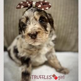 TRUFFLES - Brown merle female Aussiedoodle puppy in Houston, Texas from Jomelkin Furry Pals