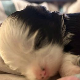 Yorkshire Terriers from Cocktail Puppies