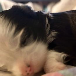 Yorkshire Terriers from Cocktail Puppies