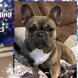 Brûlée - French Bulldog