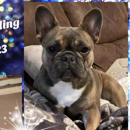 Brûlée - French Bulldog