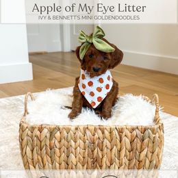 SugarBee - Red  female Goldendoodle puppy in Bell Buckle, Tennessee from Precious Puptown Doodles