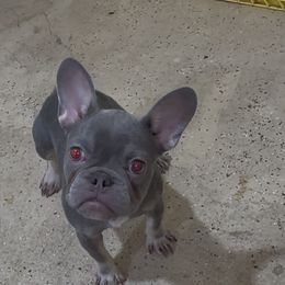 Bella - Tricolors female French Bulldog puppy in Reading, Pennsylvania from Lomi Kennel