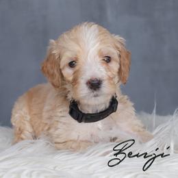 Benji - Cream male Goldendoodle puppy in Guthrie, Oklahoma from Edmond Doodles, LLC