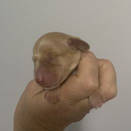 Cream female smooth coat - Cream female Dachshund puppy in Bethany, Connecticut from Mardox Dachshunds