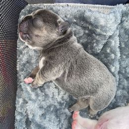 French Bulldog Puppies from Casco Bay Frenchies