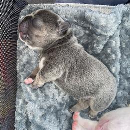 French Bulldog Puppies from Casco Bay Frenchies
