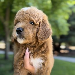Goldendoodle Puppies from CorduroyDoodles