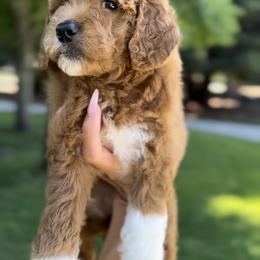 Goldendoodle Puppies from CorduroyDoodles