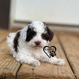 Arlo - Brown male Poodle puppy in Nashville, Arkansas from Cuddles n Curls