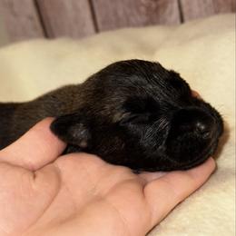 Boy 2 - Fawn male xDutch Shepherd puppy in Clarksville, Tennessee from Vuurhart Herders