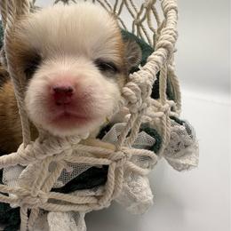 Yellow Collar - Red male Pembroke Welsh Corgi puppy in Abingdon, Virginia from Em-K Kennels