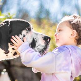Great Danes from Fox Hill Danes