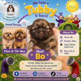 Bo - Liver male Shih Tzu puppy in Mesa, Arizona from House of Zen Shihtzus