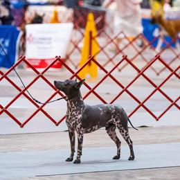 American Hairless Terrier All Grown Up from New Hope Kennel