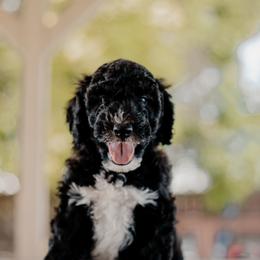 Goldendoodle and Sheepadoodle Puppies from Dooling Doodles