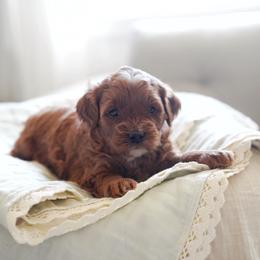 Nova - Red  female Goldendoodle puppy in Vancouver, Washington from Blissful Doodles