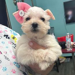 Maxine - Wheaten female Miniature Schnauzer puppy in Lehigh Acres, Florida from Regency Schnauzer