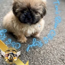 AKC Dior - Black and tan male Shih Tzu puppy in Athens, Georgia from C&E Royal Shih Tzu