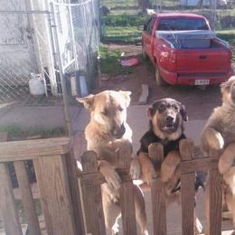 German Shepherds from Luretta's Shepherds
