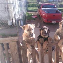 German Shepherds from Luretta's Shepherds