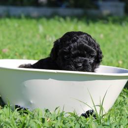 Russian Tsvetnaya Bolonka Puppies from Pink Lotus Kennels