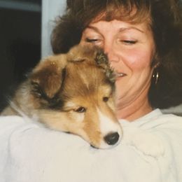 Shetland Sheepdog Puppies from Hillbrae Shetland Sheepdogs