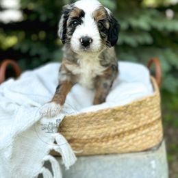 Donald Duck - male Australian Mountain Doodle puppy in Iowa from Burkhart Family Puppies