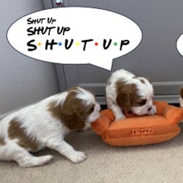 Cavalier King Charles Spaniel Puppies from Cavalier Castle