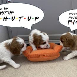 Cavalier King Charles Spaniel Puppies from Cavalier Castle