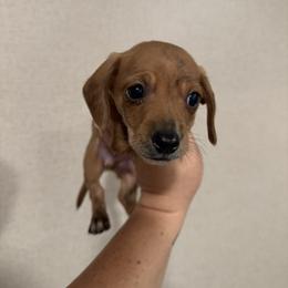 Brindle Boy - Brindle male Dachshund puppy in Angleton, Texas from 4LH Australian shepherds