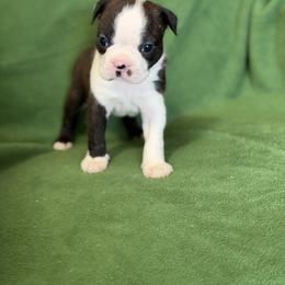 Rambo - Black brindle and white male Boston Terrier puppy in Lake City, Florida from RuckerRun Boston Terriers