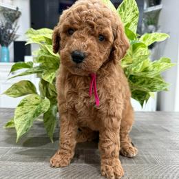 Hot pink - Red  female Goldendoodle puppy in Bakersfield, California from Lavish Doodles