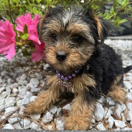 Yorkie girl purple - Black and tan female Yorkshire Terrier puppy in Massachusetts from Happy Tail Yorkies and Maltese