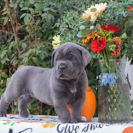 Purple collar male - Gray male Cane Corso puppy in Caliente, California from Rafter Cross 7