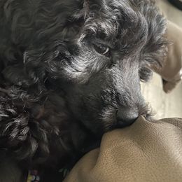Portuguese Water Dog Puppies from PEJA PWDs