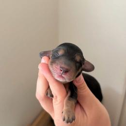 Zero - Black and tan female Dachshund puppy in Murrieta, California from Dash of Love