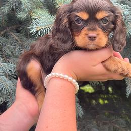 Coco - Chocolate female Cavalier King Charles Spaniel puppy in Caldwell, Idaho from Treasure Valley Poodles