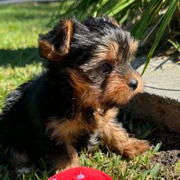 Yorkie Boy - Black and tan male Yorkshire Terrier puppy in Summerville, South Carolina from Our Yorkie and Morkie Puppies of Summerville, South Carolina.