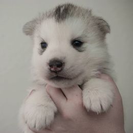 Siberian Husky Puppies from Shedenara Siberians