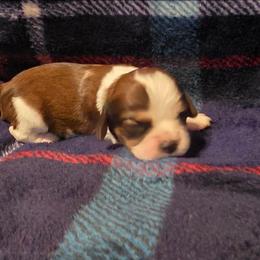 Unusual boy 4 - Tri-color male Cavalier King Charles Spaniel puppy in Charity, Missouri from Missouri. Cavaliers