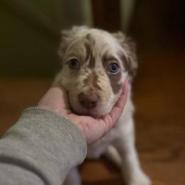 Everly - Red merle female Border Collie puppy in Fairview, Tennessee from Hoffman Forest Acres LLC