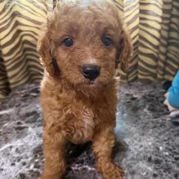 Koda - Apricot male Goldendoodle puppy in Centralia, Missouri from Oodles Of Doodles Mo.