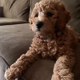 June - Goldendoodle